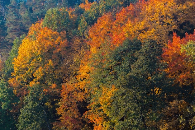 Premium Photo | Amazing golden, yellow, red, green autumn colors in the ...