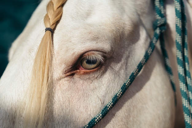 Premium Photo | Amazing green eye of a white horse.