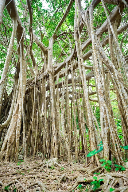 Premium Photo | Amazing old giant tree and roots in green forest in dai ...