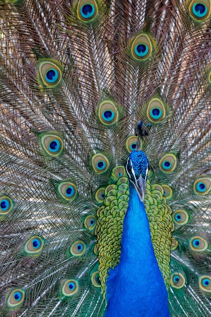 Amazing peacock during his exhibition | Premium Photo