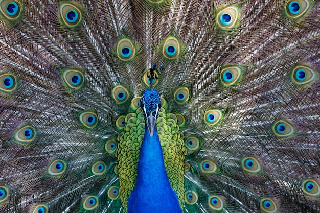 Premium Photo | Amazing peacock during his exhibition