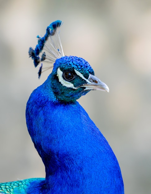 Premium Photo | Amazing portrait of a peacock