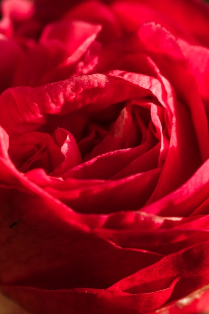 Free Photo | Amazing red petals of fresh bloom