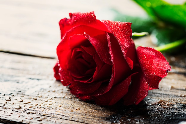 Premium Photo | Amazing red rose