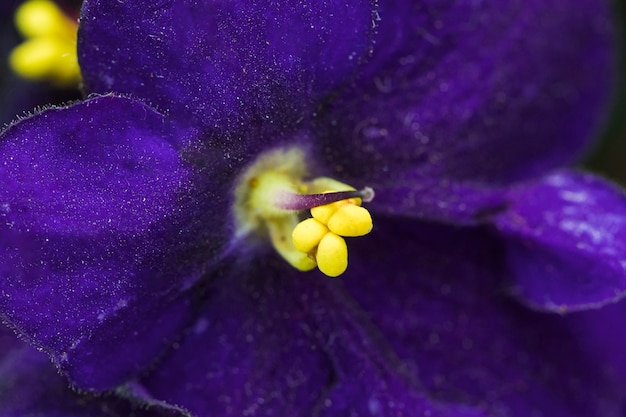Amazing violet fresh bloom with yellow pistils Free Photo