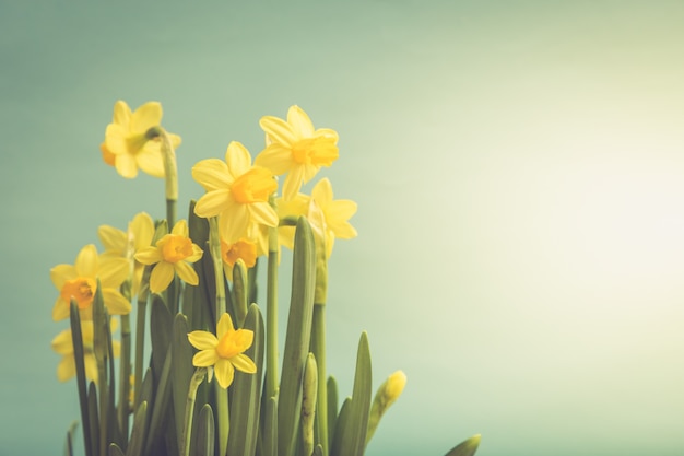 Premium Photo Amazing Yellow Daffodils Flowers In Basket Image For Spring Background