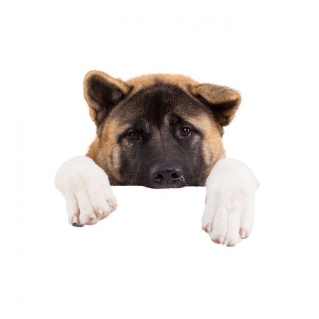 Premium Photo | American akita standing behind blank panel isolated