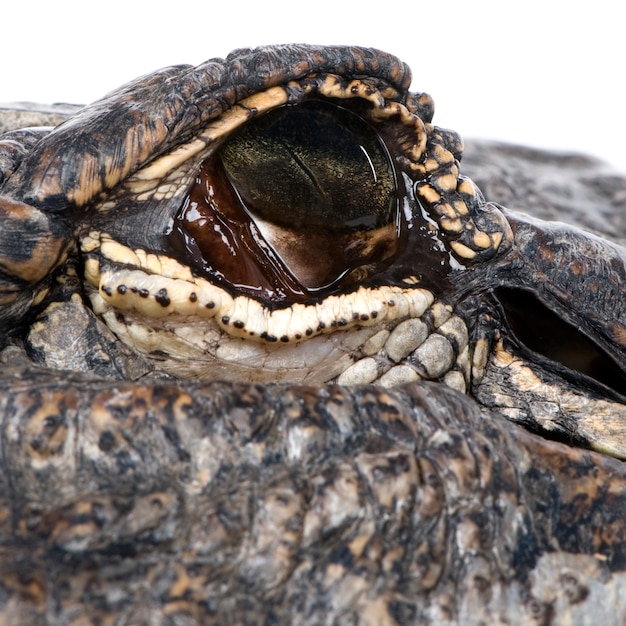 Premium Photo | American alligator, alligator mississippiensis ...