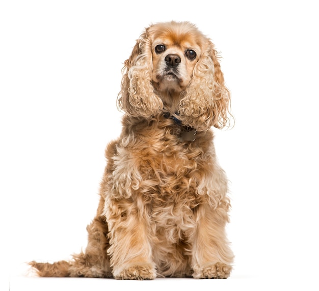 Premium Photo | American cocker spaniel sitting in front of white ...