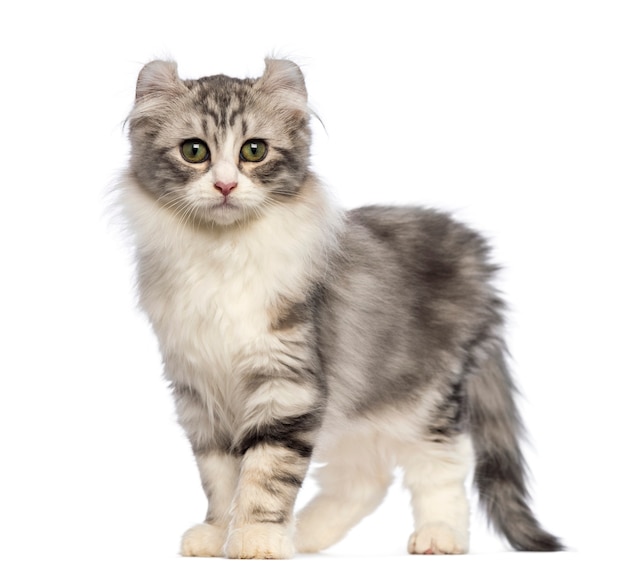 Premium Photo | American curl kitten (3 months old) standing and ...