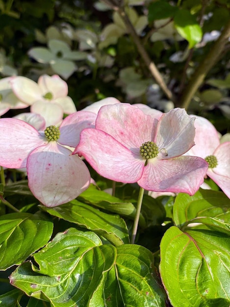 アメリカのハナミズキハナミズキの花白い花 プレミアム写真