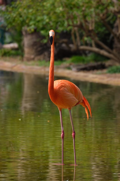 Premium Photo | American flamingo (phoenicopterus ruber) bird