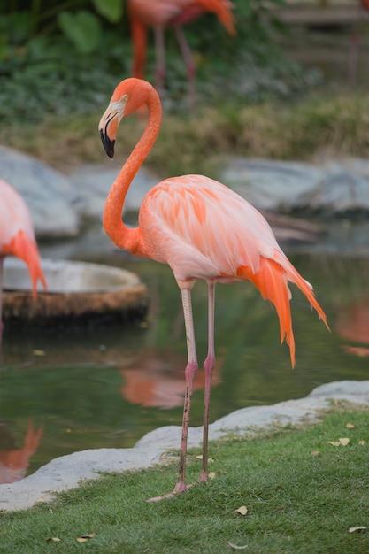 Premium Photo | American flamingos ( phoenicopterus ruber ruber)