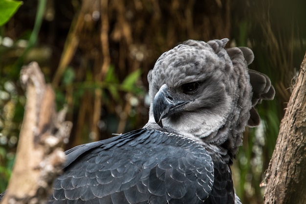 Premium Photo | American harpy eagle close up