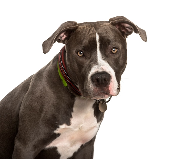 American pit bull  terrier dog looking at camera against 