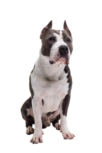 Premium Photo | American pit bull terrier is sitting on a white