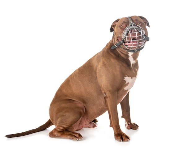 good muzzle for pitbull