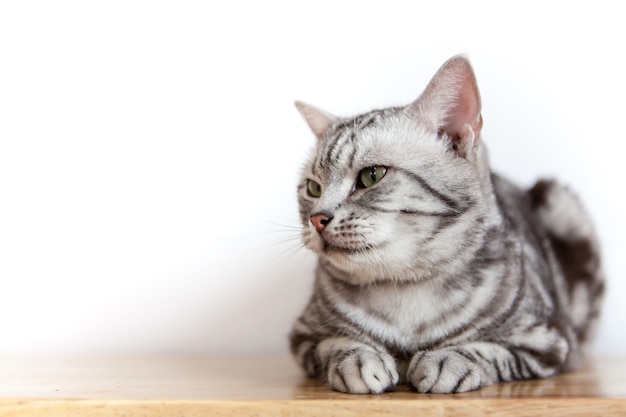 American Shorthair Cats With Patterns Black On The Body Beautiful