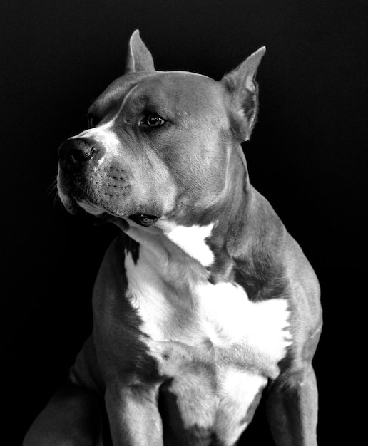 Premium Photo | American staffordshire terrier black and white image ...