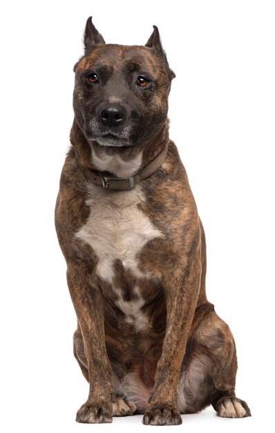 Premium Photo American staffordshire terrier dog, 12