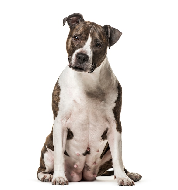 Premium Photo | American staffordshire terrier dog sitting