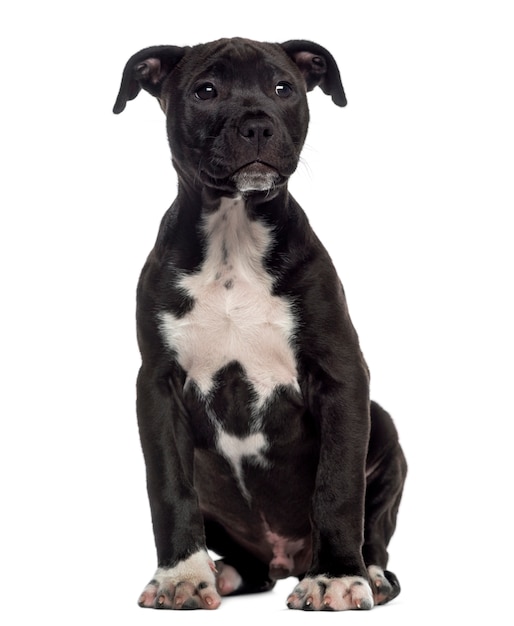 Premium Photo | American staffordshire terrier puppy sitting