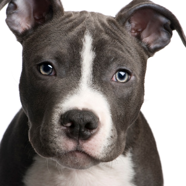 American Staffordshire Terrier Breed Information Photos History Care