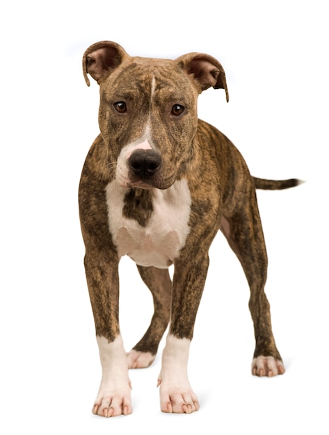 Premium Photo | American staffordshire terrier puppy with 5 months. dog ...