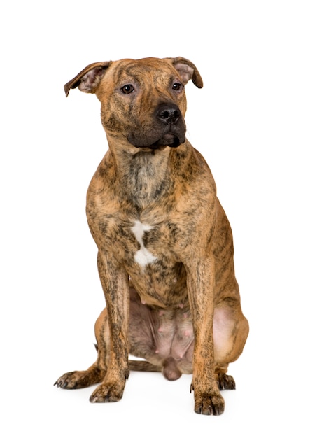 Premium Photo | American staffordshire terrier with 9 months. dog ...