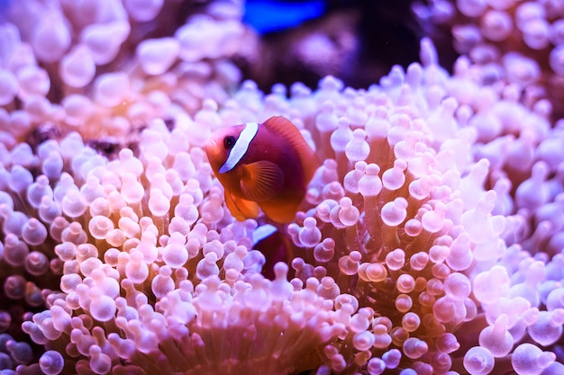 Premium Photo | Amphiprion, western clownfish