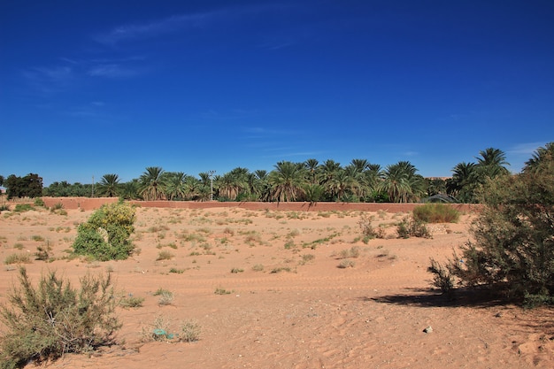 アフリカの中心にあるサハラ砂漠のオアシス プレミアム写真