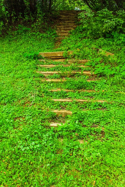 緑の草で覆われた森の古い階段 プレミアム写真