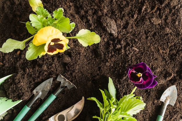 土壌の園芸工具を持つパンジー植物の俯瞰 無料の写真