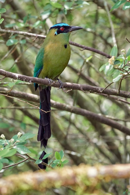 Premium Photo | Andean momot momotus aequatorialis beautiful and ...