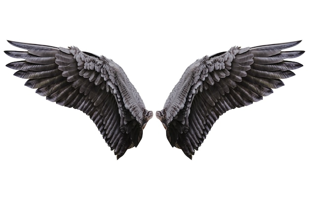 天使の羽 自然な黒い羽の羽 プレミアム写真