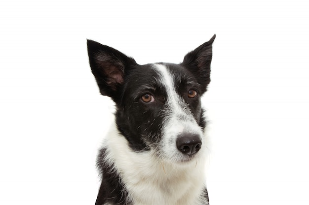 Premium Photo | Angry border collie expression face isolated on white