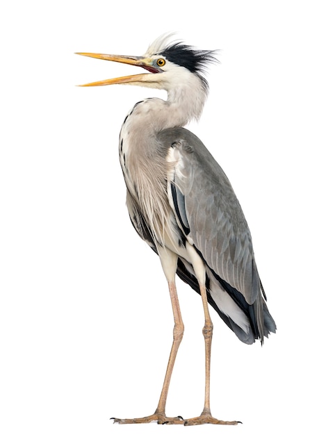 Premium Photo | Angry grey heron standing, screaming, ardea cinerea, 5 ...