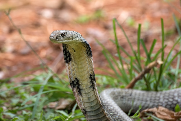 Premium Photo | Angry king cobra in attack position