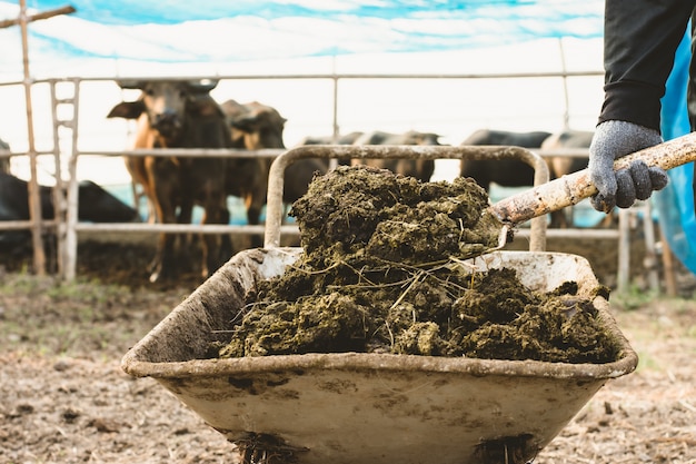 Premium Photo | Animal dung or manure at the cattle and central farms.