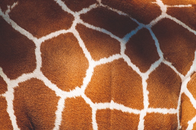 野生のアフリカのキリンの動物の皮模様の毛皮の質感 プレミアム写真