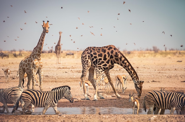 Premium Photo Animals Drinking Water In A Waterhole Inside The Etosha