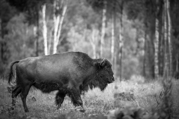 Premium Photo | Animals in the reserve, danki, russian federation