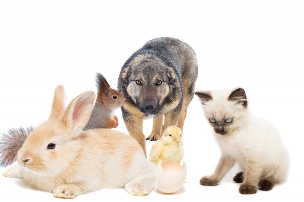 Premium Photo | Animals on a white background