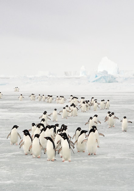 Annual migration of adélie penguin in antarctica | Premium