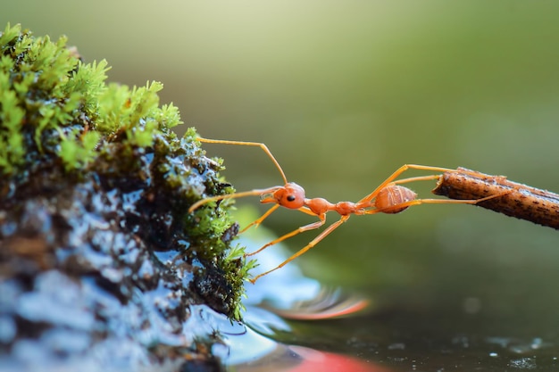 Premium Photo Ant Crossing Water