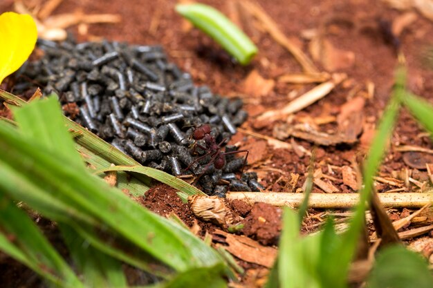 Premium Photo Ant Eating Poison