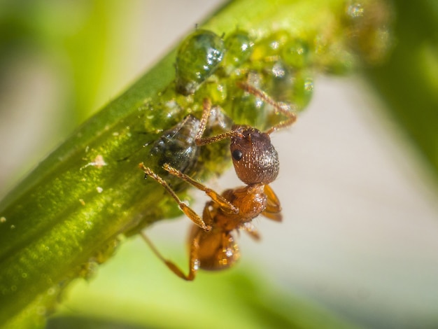 Premium Photo | An ant on the grass