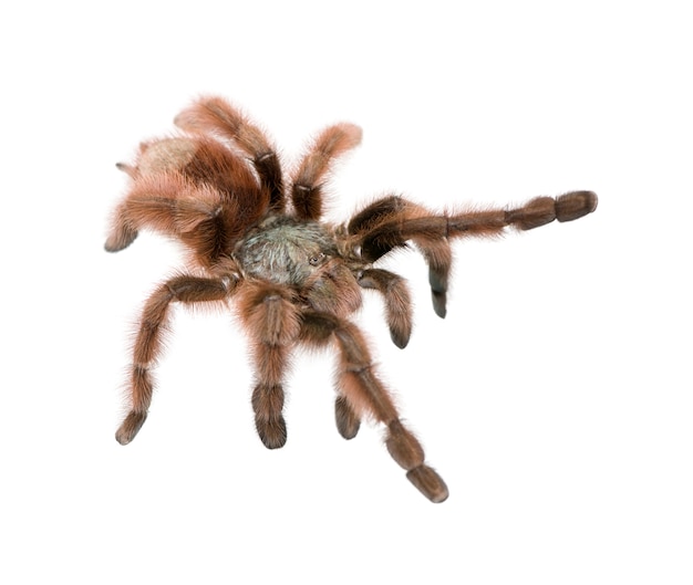 Premium Photo | Antilles pinktoe tarantula, avicularia metallica isolated