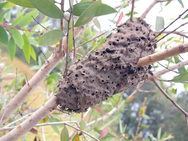 アンヘレス 蟻 の 巣