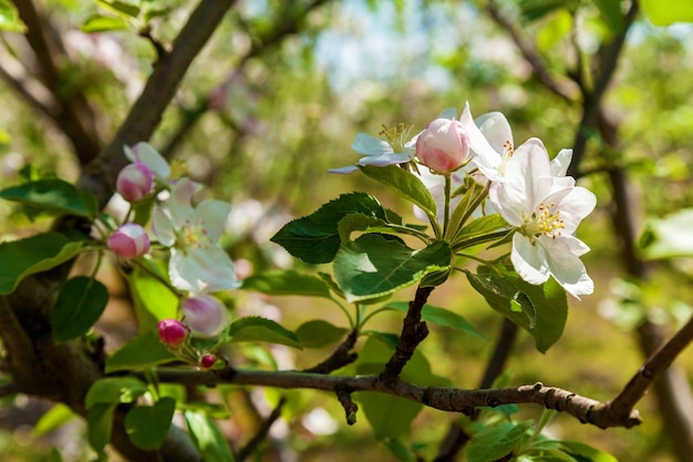 春のリンゴの花 自然の背景 春の花の上の花リンゴ プレミアム写真